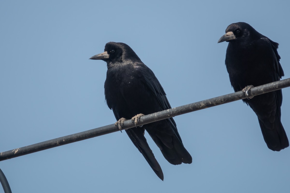 Rook - ML629598326