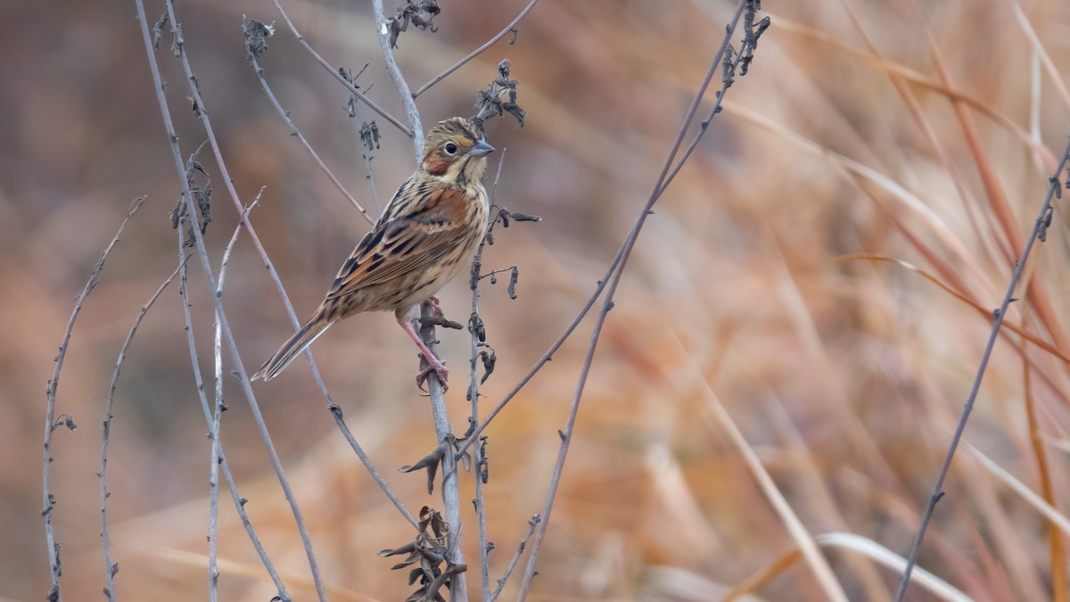 Chestnut-eared Bunting - ML629598337