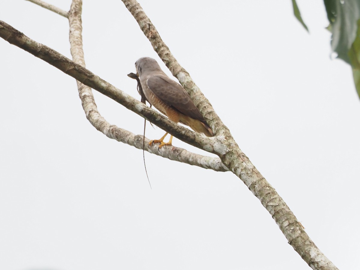 Roadside Hawk - ML629598338