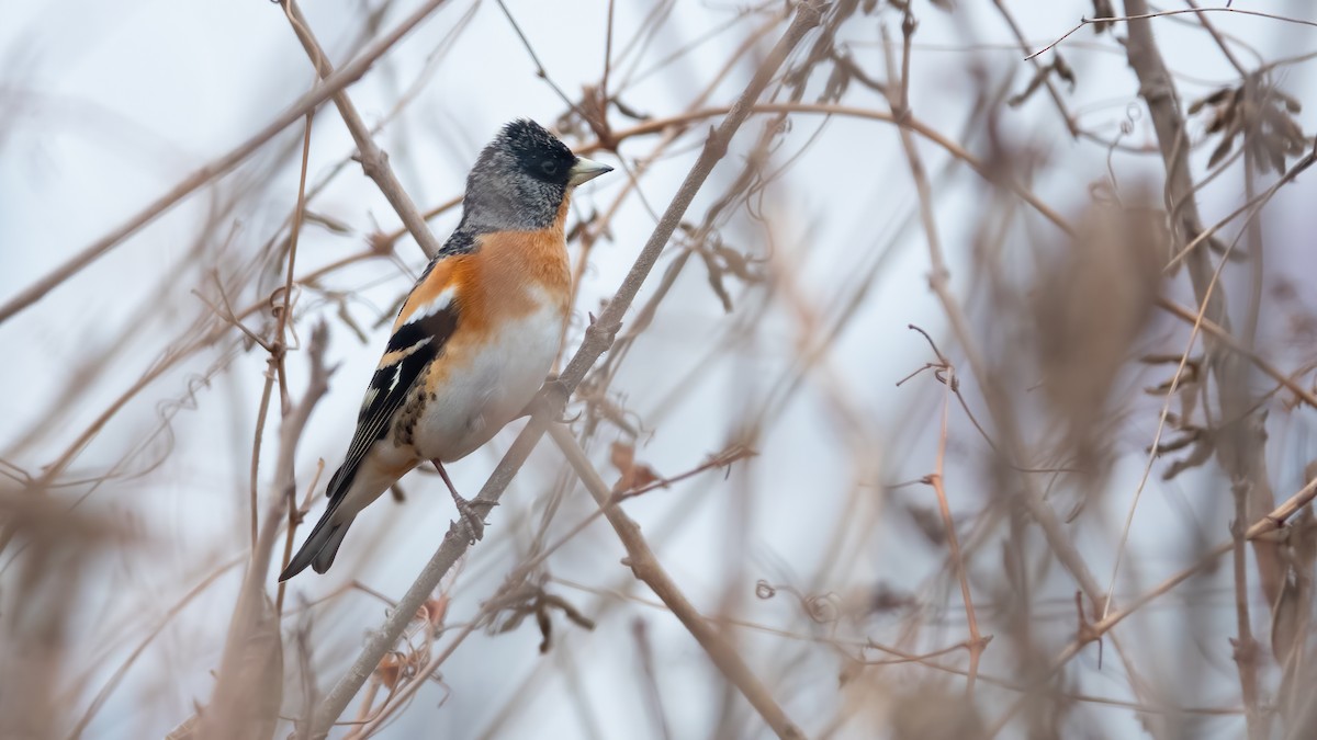 Brambling - ML629598344