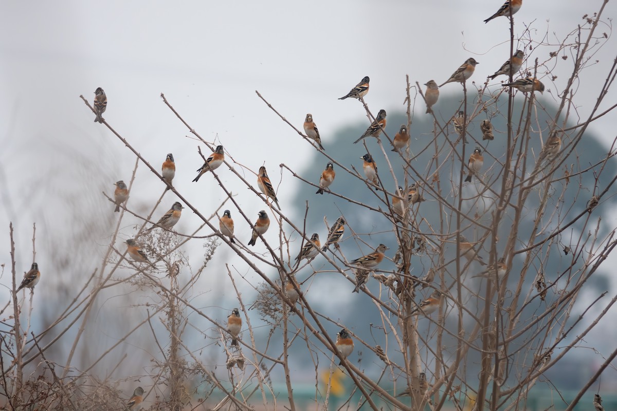 Brambling - ML629598345
