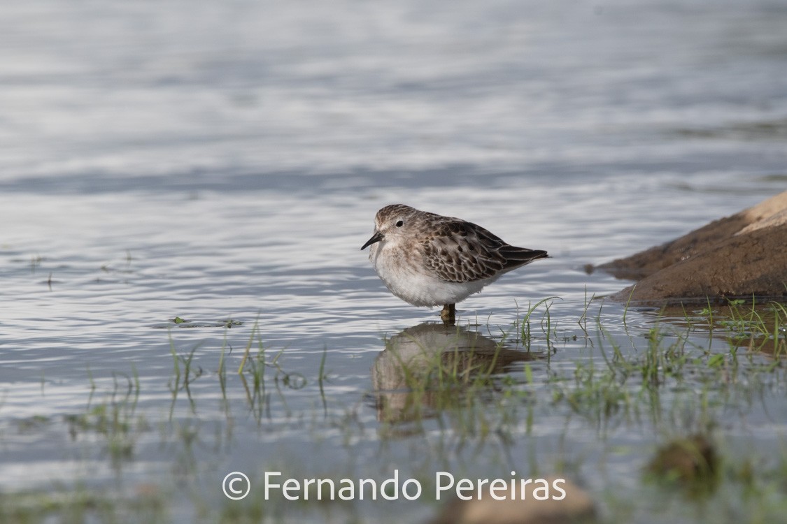 Least Sandpiper - ML629598402
