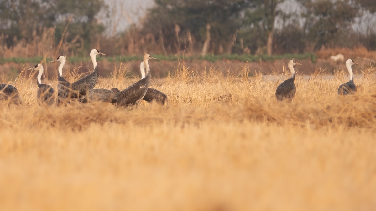 Hooded Crane - ML629598403