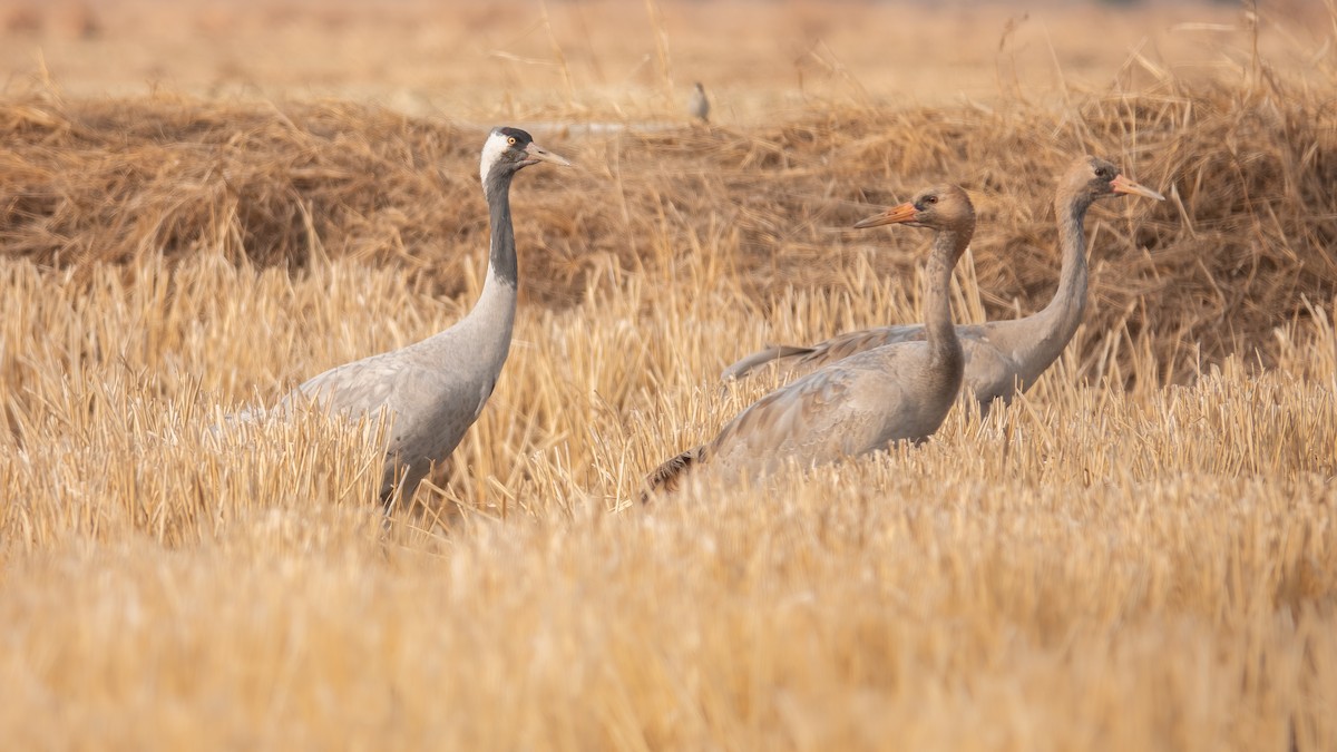 Common Crane - ML629598413