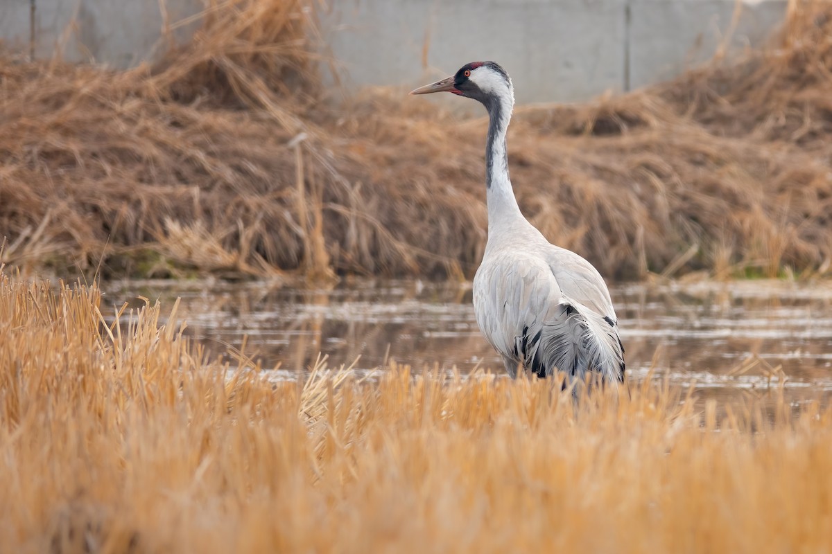 Common Crane - ML629598486