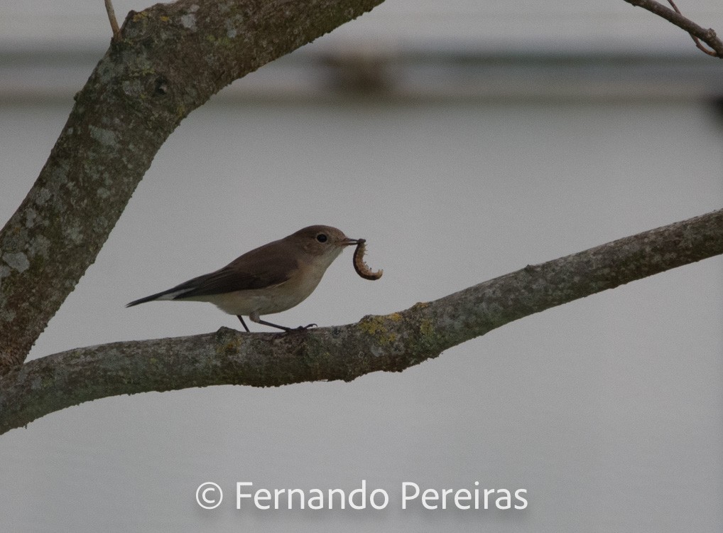 Red-breasted Flycatcher - ML629598562