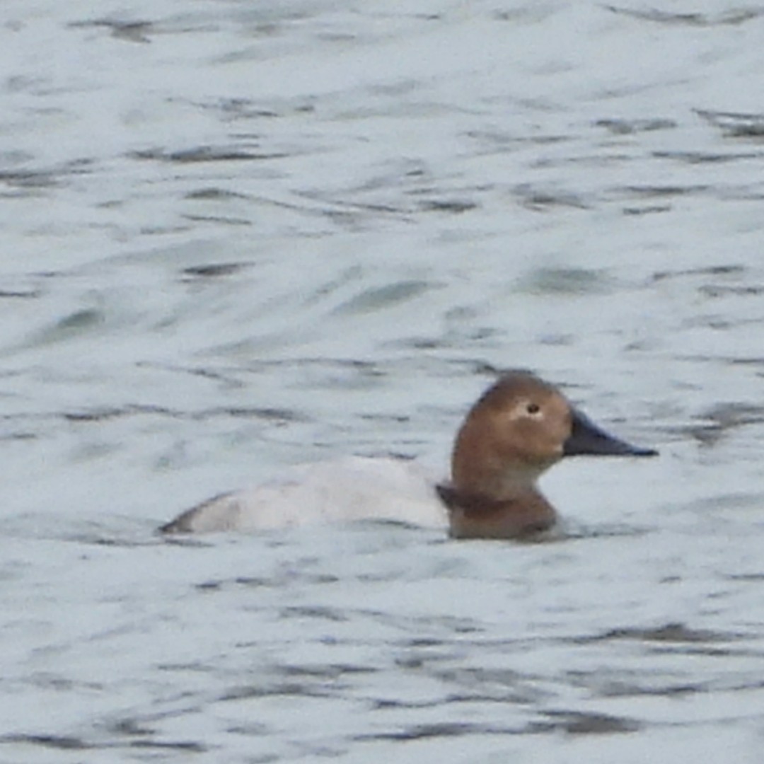 Canvasback - ML629598589