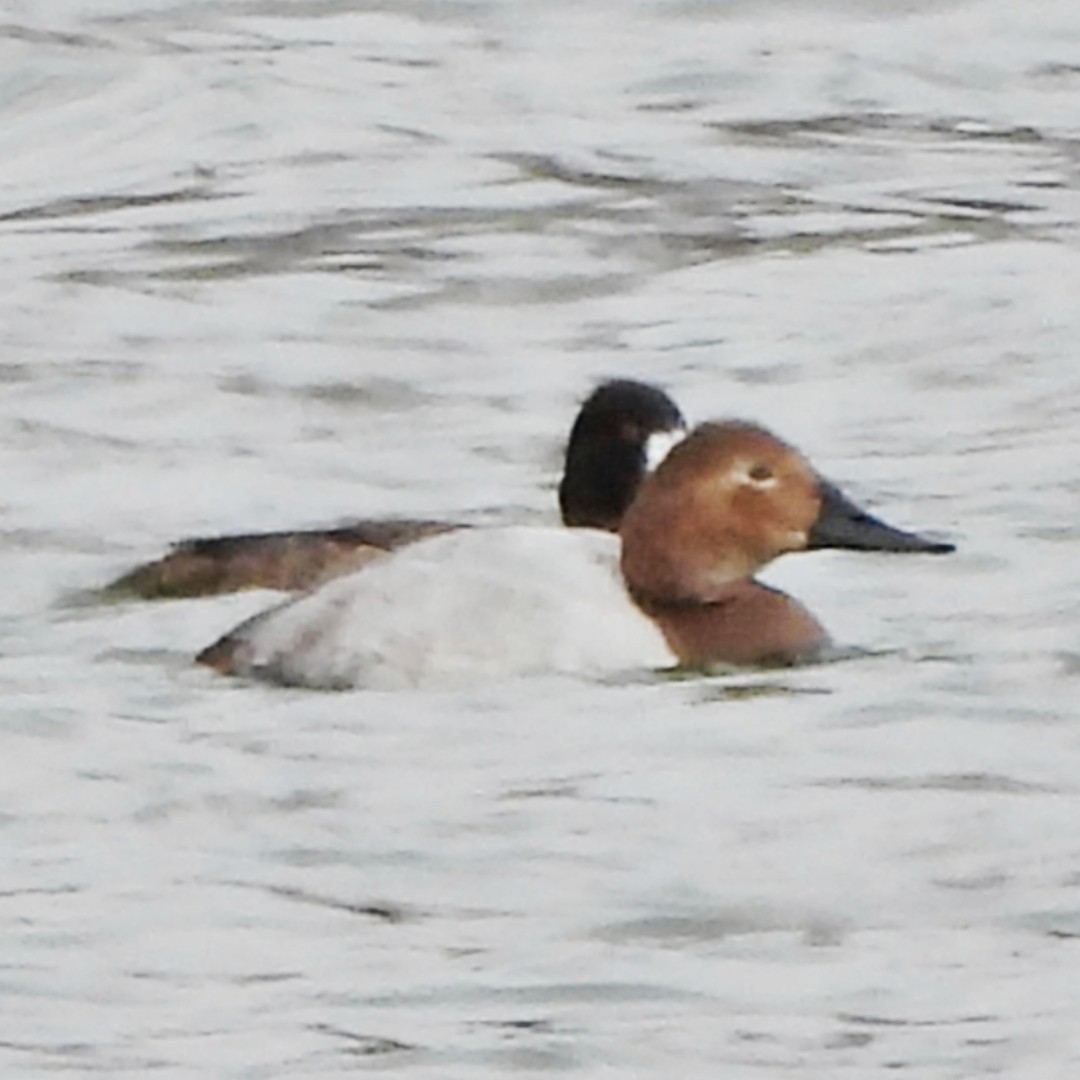 Canvasback - ML629598590