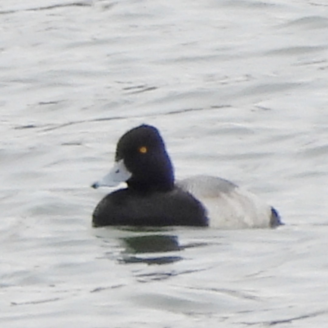 Lesser Scaup - ML629598684