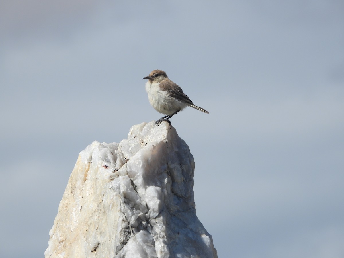 Ground Tit - ML629598853