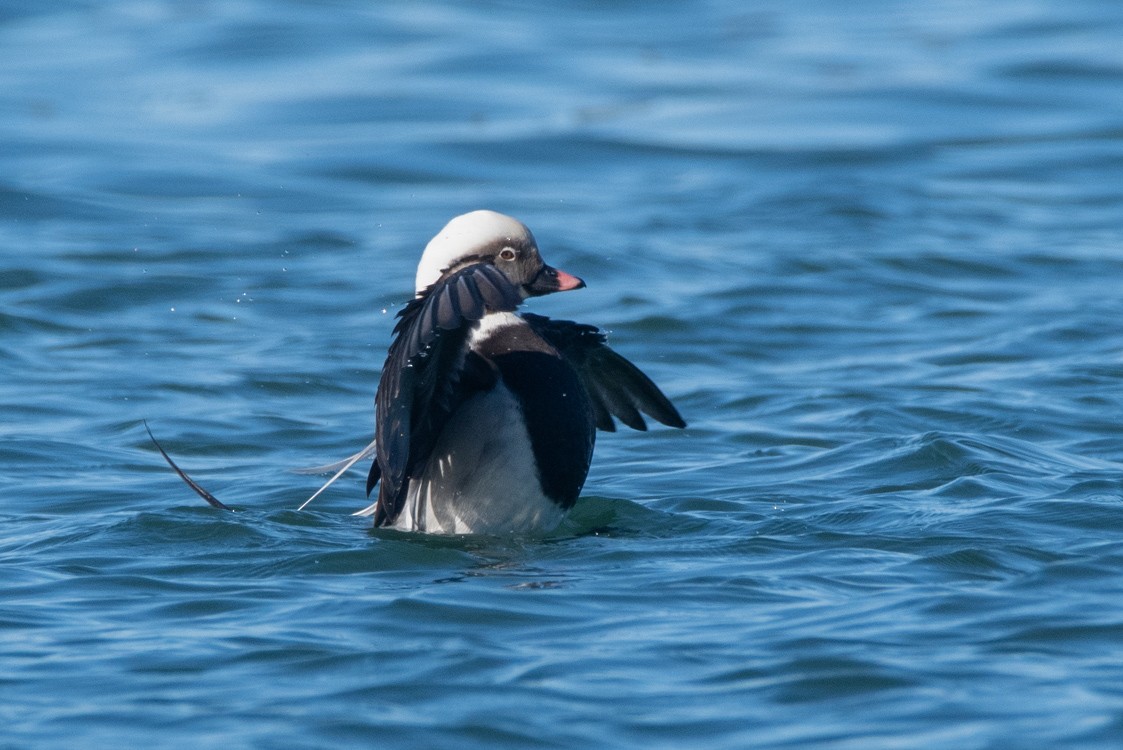 Long-tailed Duck - ML629599050