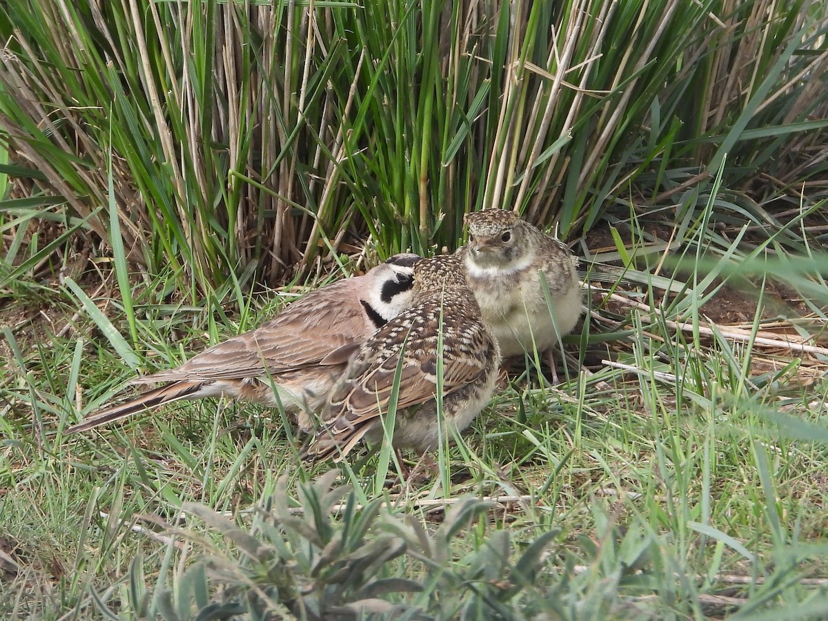 Horned Lark (Tibetan) - ML629599088