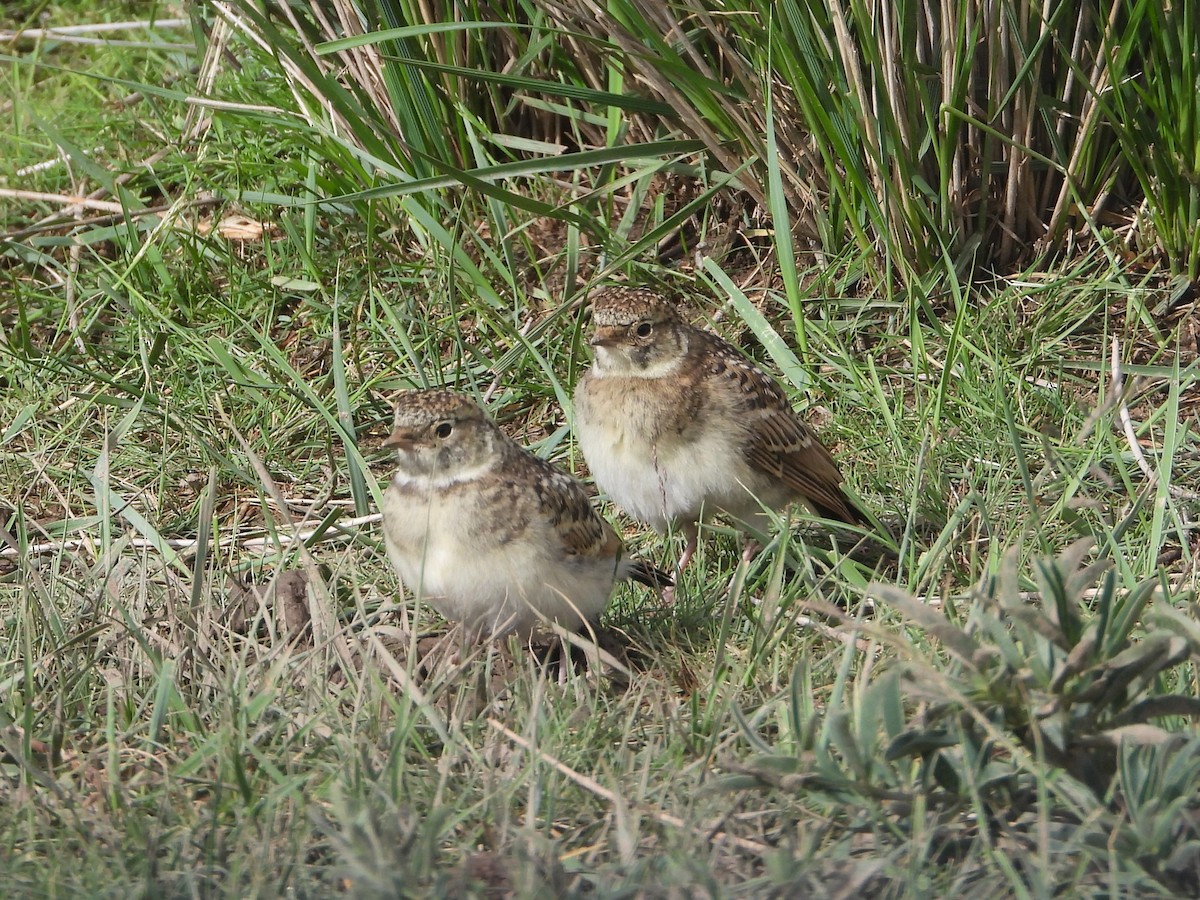 Horned Lark (Tibetan) - ML629599089