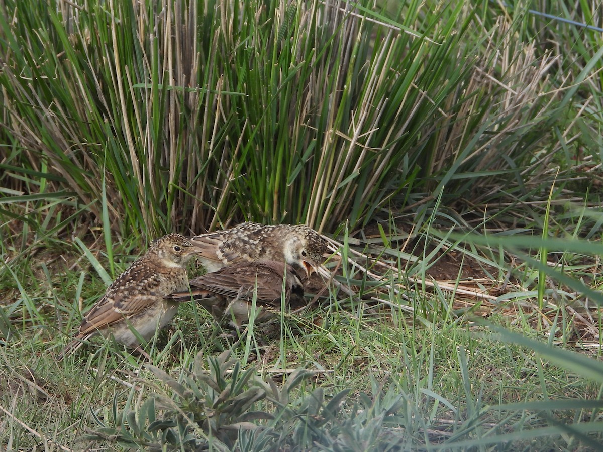 Horned Lark (Tibetan) - ML629599090