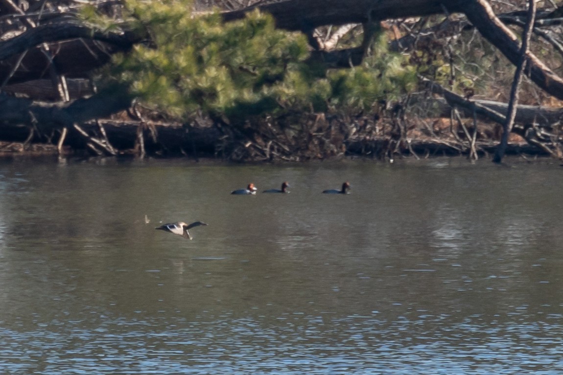 Redhead - ML629599137