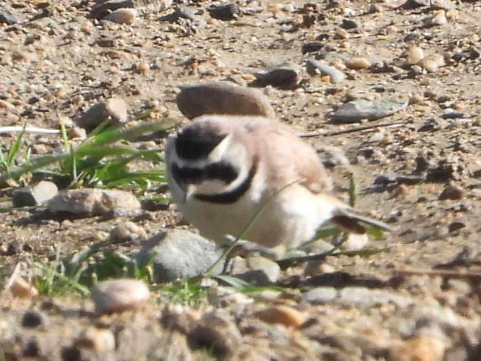 Horned Lark (Tibetan) - ML629599140