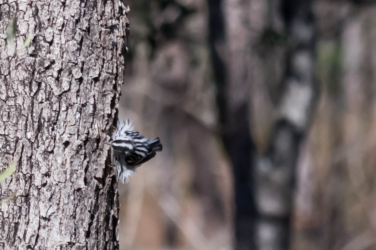 Black-and-white Warbler - ML629599152