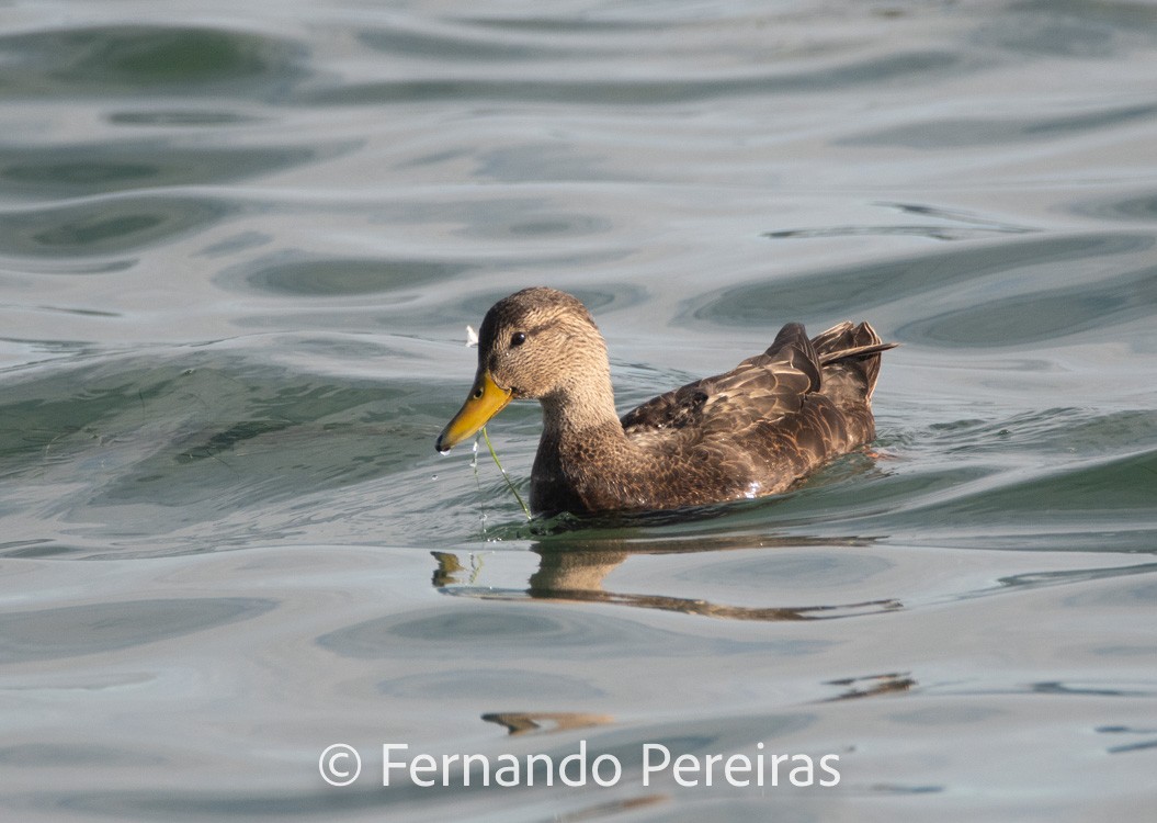 American Black Duck - ML629599181