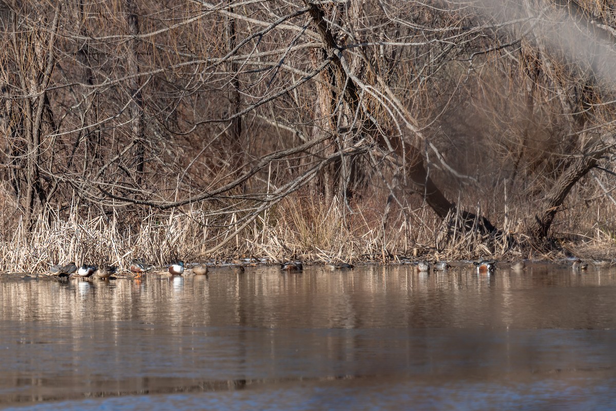 Northern Shoveler - ML629599193