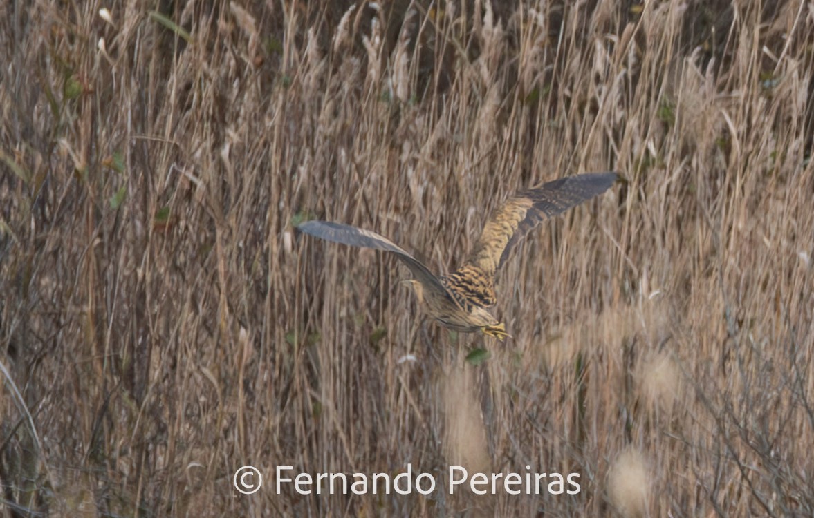 Eurasian Bittern - ML629599237
