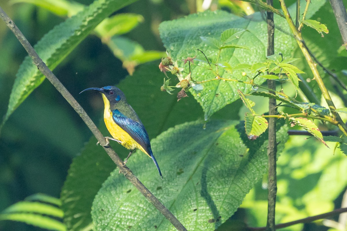 Lina's Sunbird - ML629599242