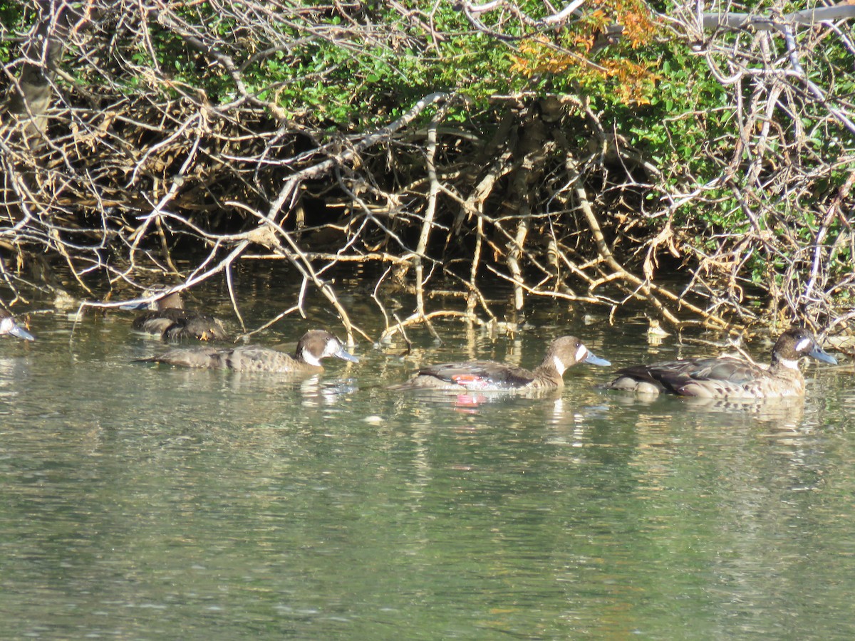 Spectacled Duck - ML629599277