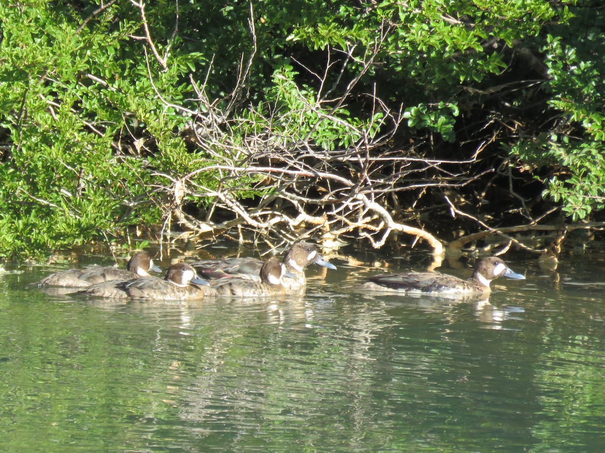 Spectacled Duck - ML629599405