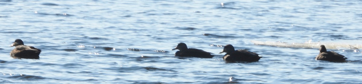 American Black Duck - ML629599474