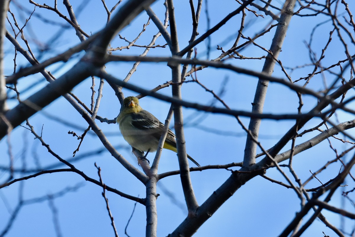 Western Tanager - ML629599484