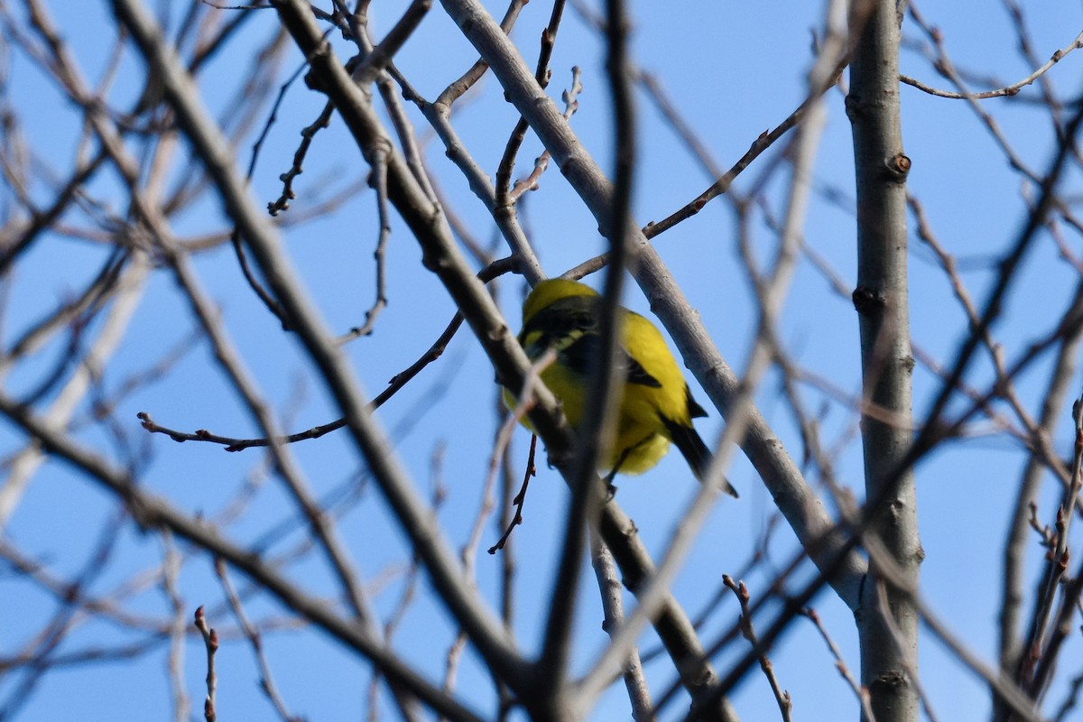 Western Tanager - ML629599485