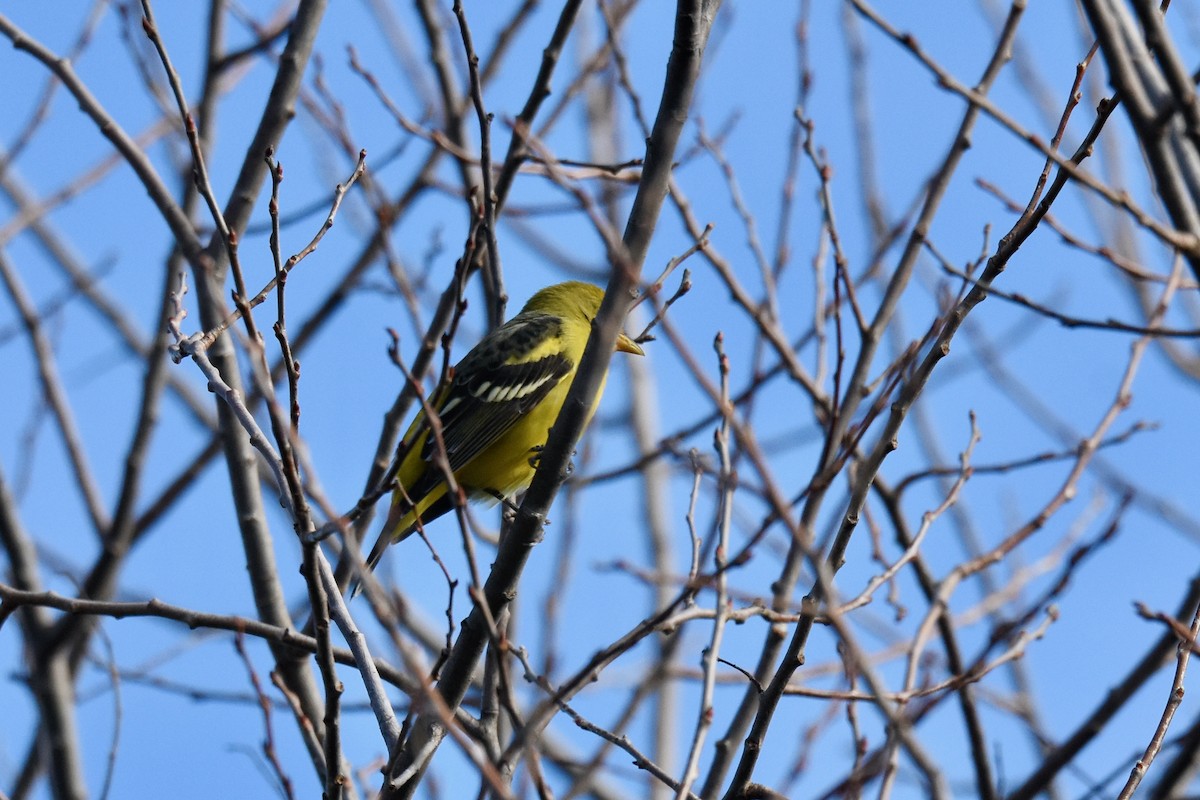 Western Tanager - ML629599486