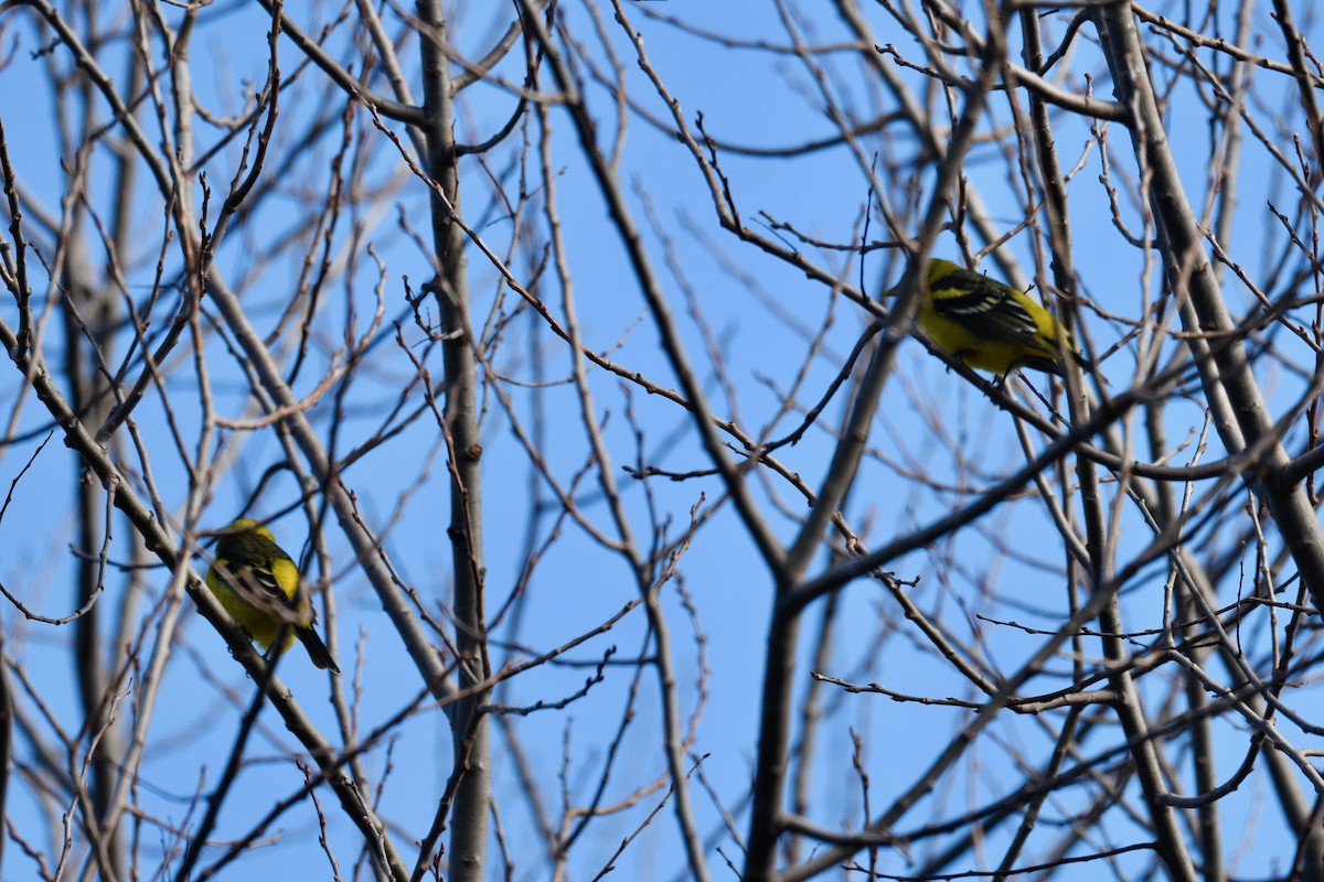Western Tanager - ML629599489
