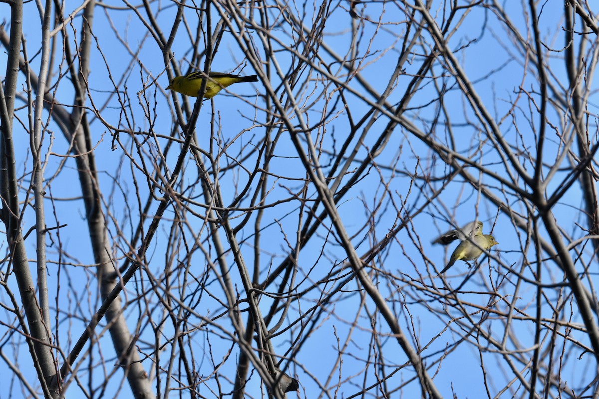 Western Tanager - ML629599490