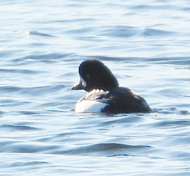 Barrow's Goldeneye - ML629599528