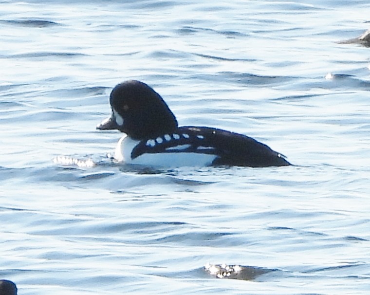 Barrow's Goldeneye - ML629599539