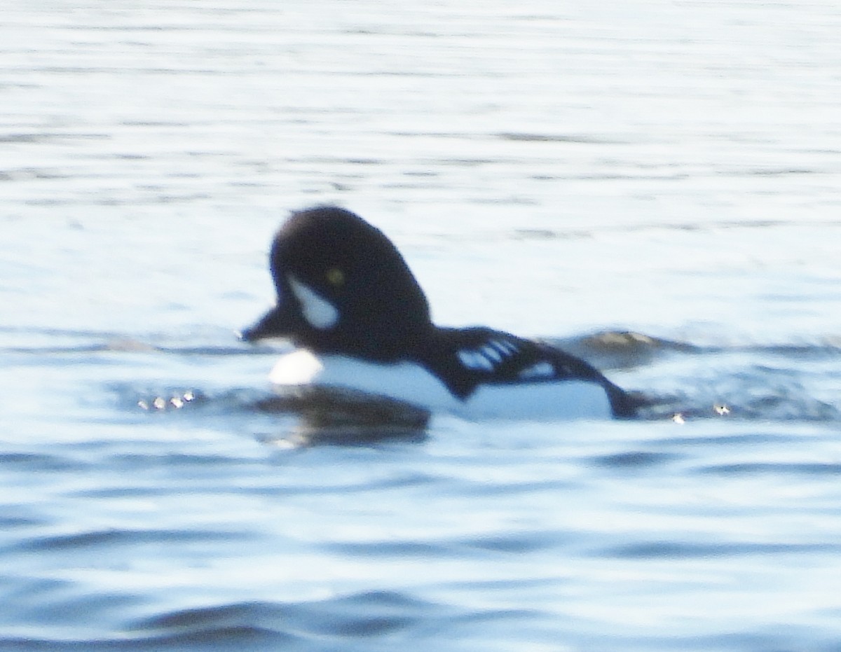Barrow's Goldeneye - ML629599546