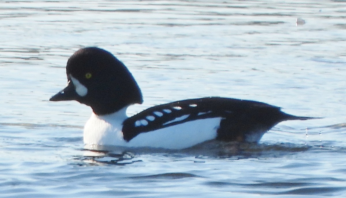 Barrow's Goldeneye - ML629599554