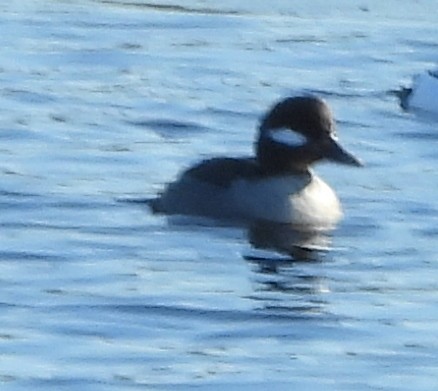 Bufflehead - ML629599640