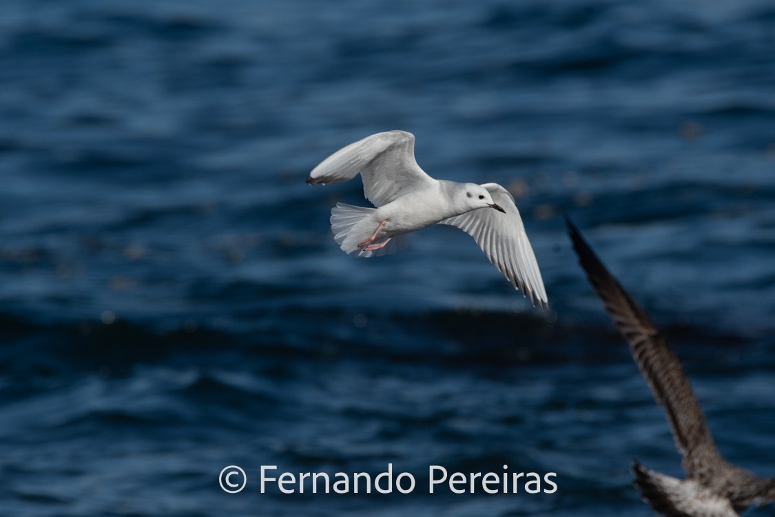 Bonaparte's Gull - ML629599641