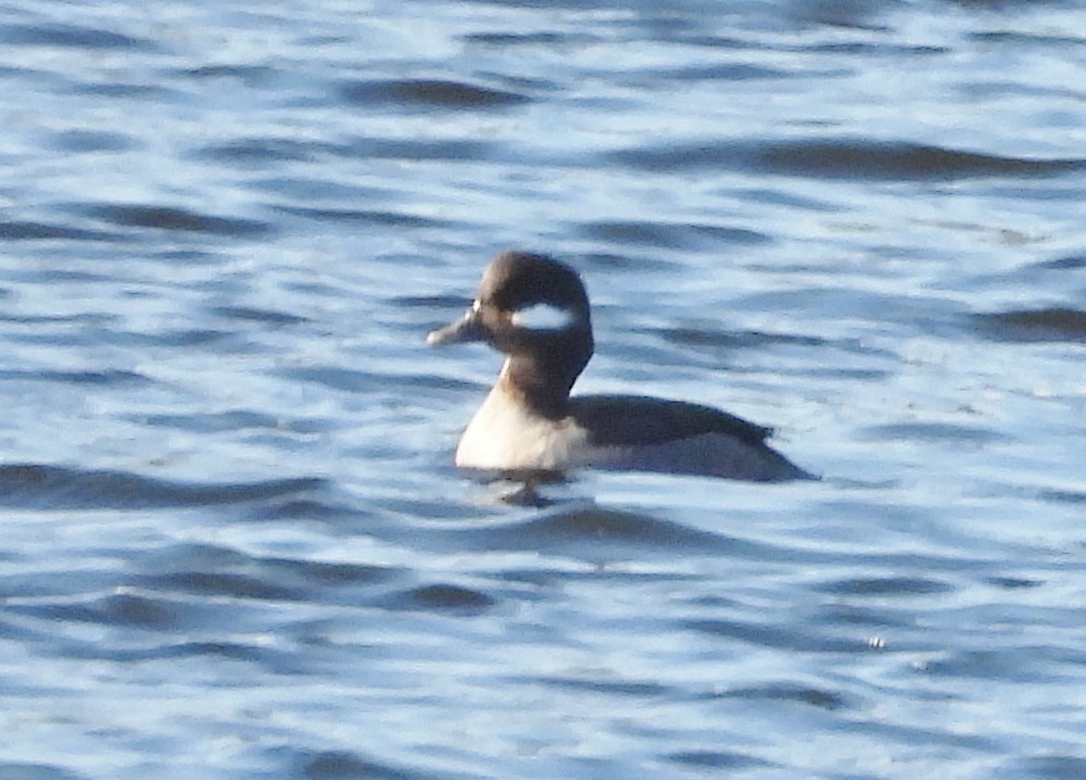 Bufflehead - ML629599642