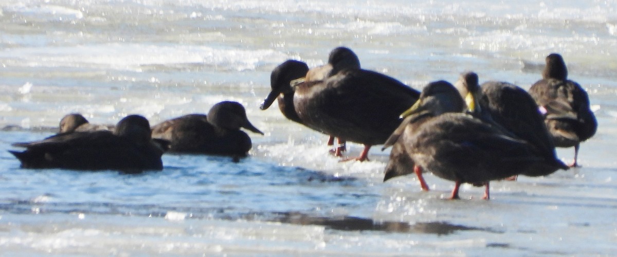 American Black Duck - ML629599646