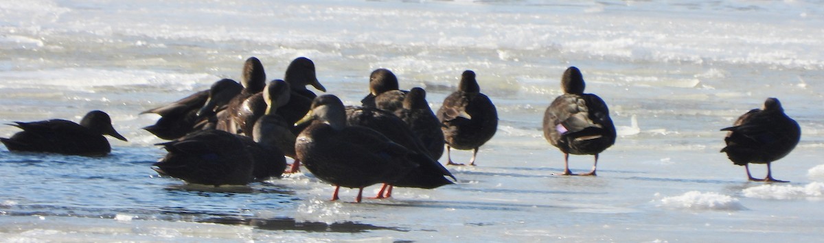 American Black Duck - ML629599647