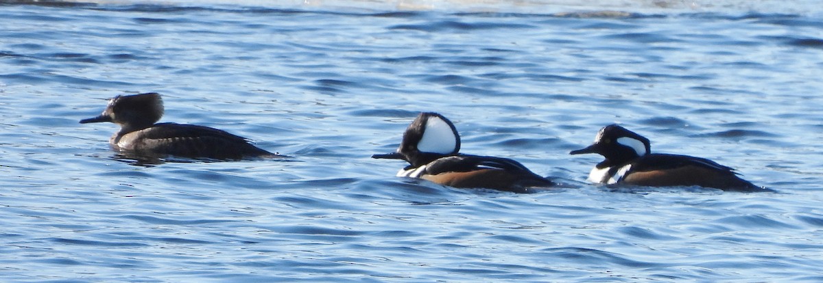 Hooded Merganser - ML629599668
