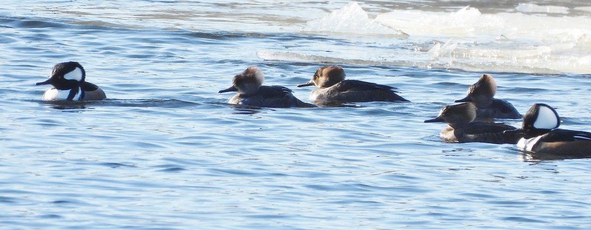 Hooded Merganser - ML629599675
