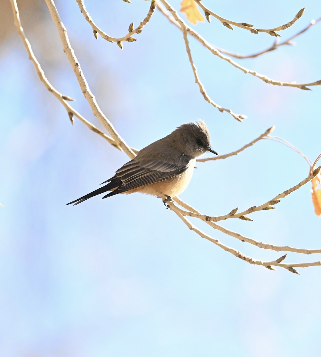 Say's Phoebe - ML629599693