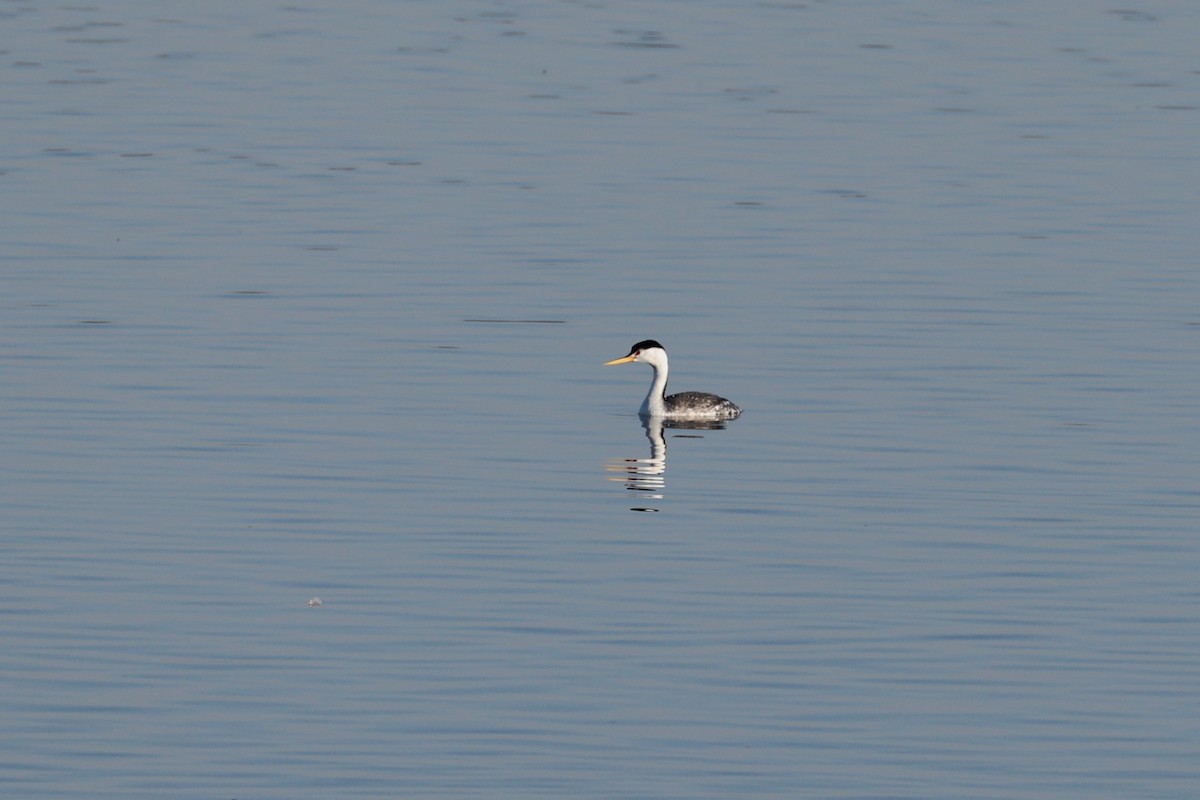 Clark's Grebe - ML629599766