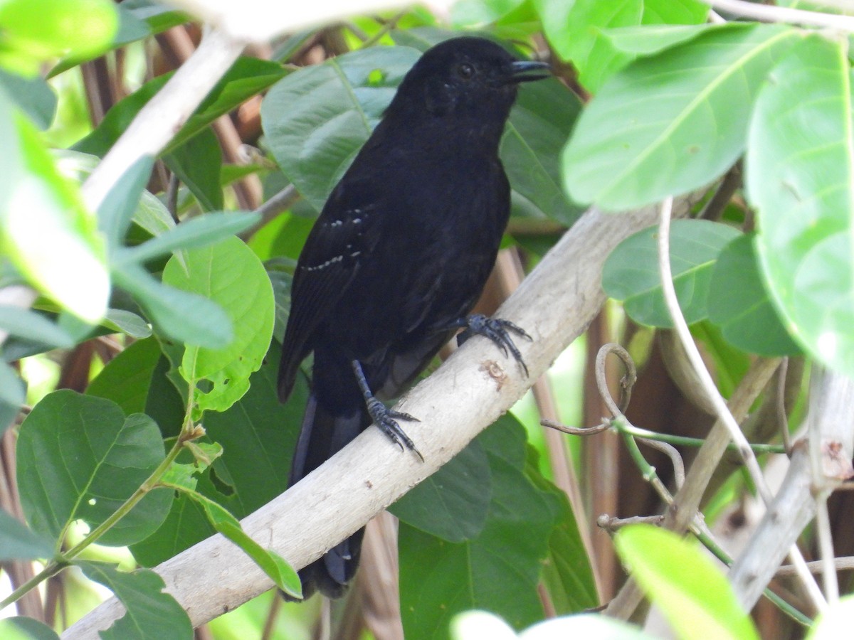Mato Grosso Antbird - ML629599771