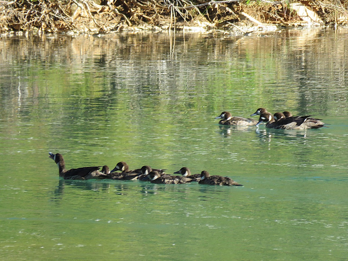 Spectacled Duck - ML629599804