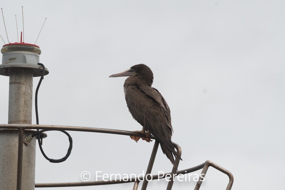 Brown Booby - ML629599820