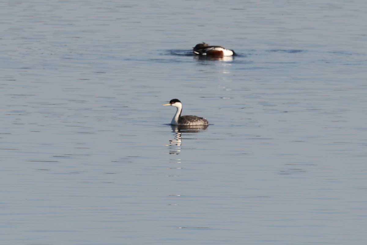 Western Grebe - ML629599851